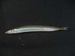 �C��Ŕh��Ɋj���g���Đl�H�n�k���N���������鉫�v�ł����Ȃ����񂪔픘�B���������̂����ɂ��܂����H