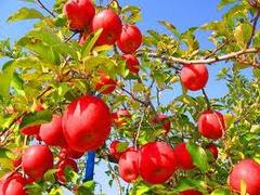 PPDXDPWijRKXOOûm点 