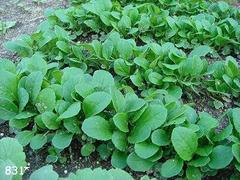 �Q�O�P�Q�D4.14(�y)�q�j���u����̂��m�点