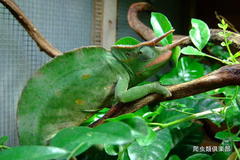 �ǂ������˔\�p�j�b�N�ƊE�ɐV���ȓ���������悤�ł��B