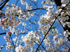 �ˑR�ł����A�P�Q�D�S�D�W�i���jRK�Ɨ��}���Ԍ������s���܂��B