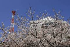 �Ȃ�قǁA���̓��_���̎�悾�����񂾁B�m��Ȃ������B