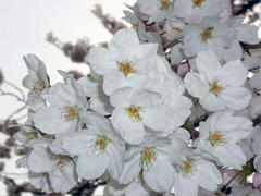 �{���ARK�Ɨ��}���Ԍ��F�S�z����܂���