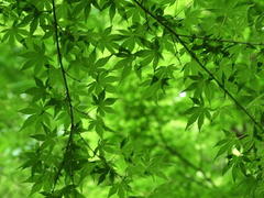 �Q�O�P�Q�D�T�D�Q�T�i���jRK�Ɨ��}�ً}�����u����̂��m�点