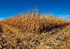 ���΂ɂ��H�Ɗ�@