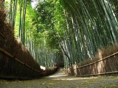 ���Q�O�P�Q�D�X�D�R�O ���`���[�h�E�R�V�~�Y���s�u����̂��m�点