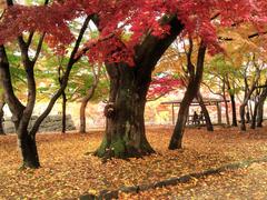 ���꒩�N������}�H����A�K��w