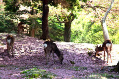 �Q�O�P�R�D�S�D�Q�O�i�y�jRK�ޗǍu����̂��m�点�i���Ԍ����e����v�撆�j