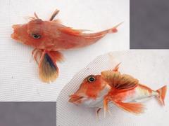 �u���{�̑������k���N�H����v