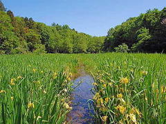 �q�j�Ɨ��}���e��̂��m�点