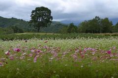 ���{�U�����͊��\���̗��R�𕷂���āu�m��Ȃ��v�Ƃ������������ŁB