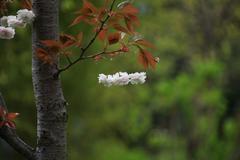 �I���֌W�ҁF�u���[�����^�N�V�[�������ŉ^�Ԏ��ɓ��[�����Ƃ���ւ����v