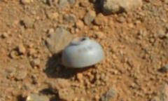 �ΐ��Őe�q���p�݂����Ȃ��ǂ�Ԃ肪�������Ă��܂��BNASA�͒��ق��Ă��܂��B