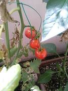 RK�Ɨ��}�́u���S�Ŕ��������H�ށv�T�C�g����낤���ƍl���Ă��܂��B