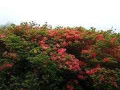 ���T���ARK�Ɨ��}���E�S��}���́A��t�i�D���E���E���q�j�ɑS���W���ł�!