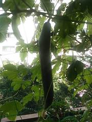 RK�Ɨ��}�u���S�H�ށv�T�C�g���n�߂܂��B