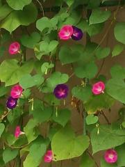 �F�m�ǂ̌��������A�������I�c�C�n�Ɂu�^�E�v